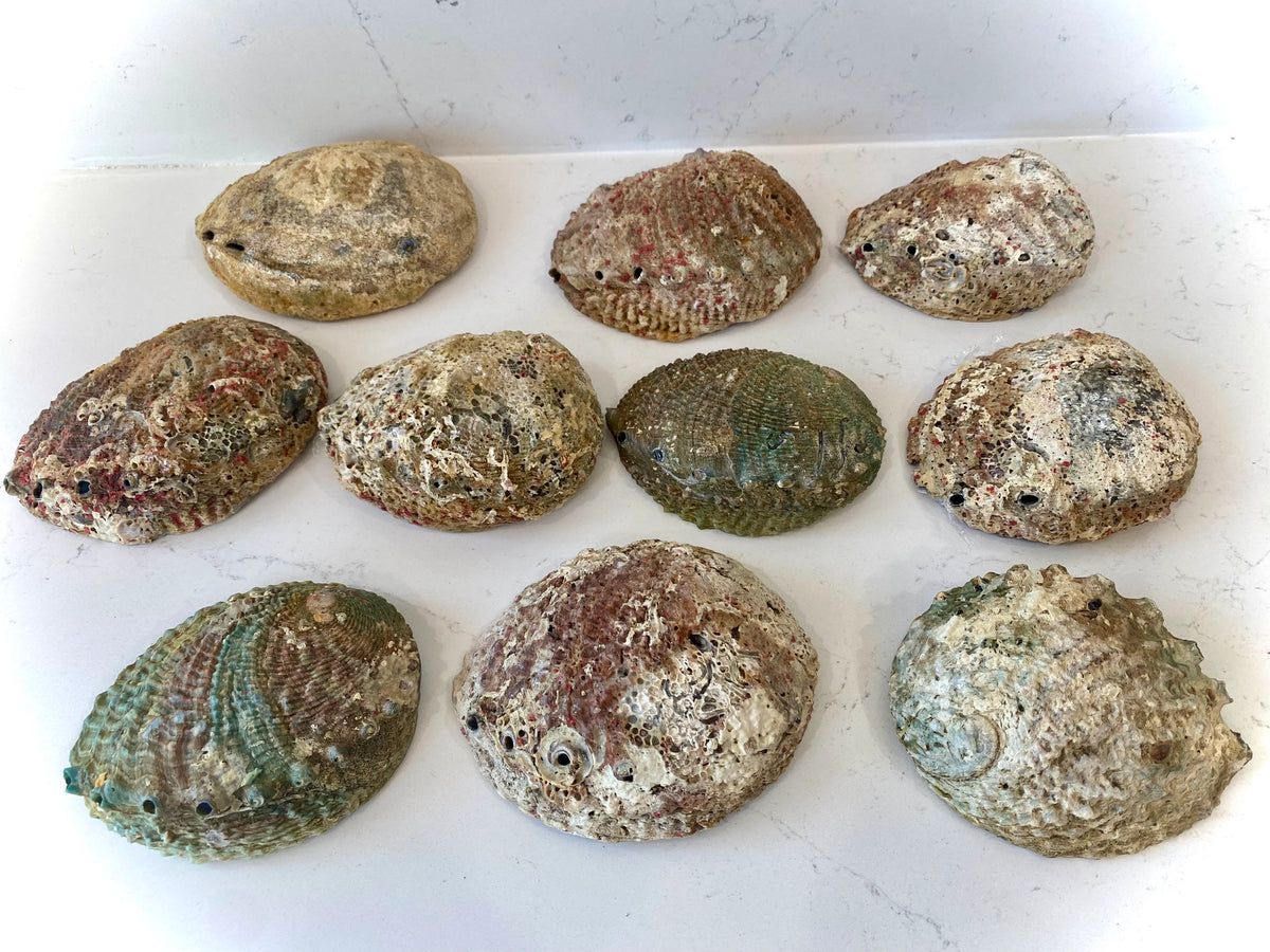Abalone Smudge Bowls